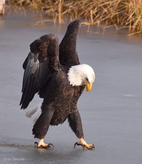 Blue sign on Twitter: "BALD EAGLE Photo by Ernie Serediak in Kelowna, BC, Canada. November 2020.… " Eagle Images, Kelowna Bc, Eagle Pictures, American Bald Eagle, Bald Eagles, Birds Of Prey, Birds Of A Feather, Wild Life, Wild Animals