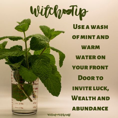 Mint In Witchcraft, Mugwort Witchcraft Uses, Eucalyptus Witchcraft, Witch Correspondence, Mugwort Witchcraft, Herb Pantry, Herbal Witchcraft, Willow Magical Properties, Herbs Healing