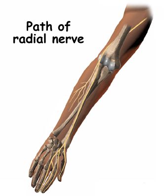 Radial Nerve, Physical Therapist Assistant, Peripheral Nerve, Kinesiology Taping, Nerve Pain Relief, Human Anatomy And Physiology, Medical Anatomy, Hand Therapy, Nerve Damage