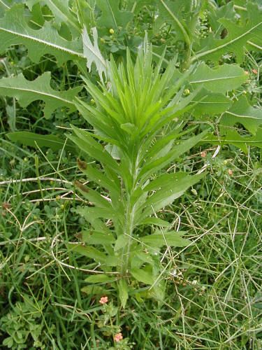 Horseweed or Marestail - little wildlife value and a little invasive. Horseweed Uses, Witch's Kitchen, Food Foraging, Wild Foraging, Wild Food Foraging, Herbs Garden, Edible Wild Plants, Landscape Plants, Garden Weeds