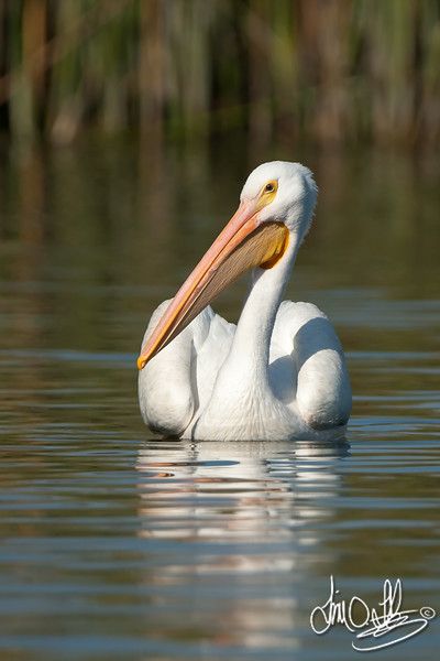 American White Pelican, Birds Drawings, Bird Wings Costume, Birds Drawing, Bird Pics, Drawing Birds, White Pelican, Pelican Bird, Pet Halloween Costumes