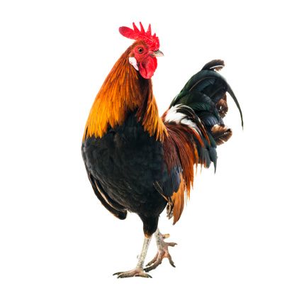 Chicken Rooster Hen - Free photo on Pixabay Rooster Images, Chicken Images, Cut Out Pictures, Chicken Bird, Rooster Painting, Beautiful Chickens, Bird Free, Image Film, Chickens And Roosters