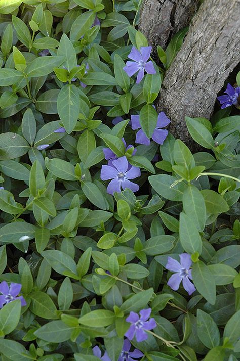 Periwinkle Garden Ideas, Periwinkle Nursery, Vinca Border, Periwinkle Plant Gardens, Periwinkle Ground Cover, Creeping Myrtle, Periwinkle Plant, Common Periwinkle, Vinca Minor