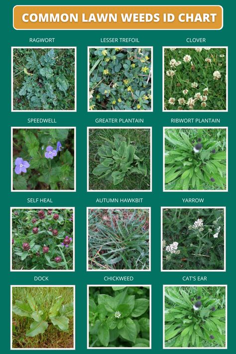 Save this weed identifier chart to help you identify the weeds in your garden. Head to our weeds page for more information about controlling lawn weeds #lawnweeds #lawncare #lawnadvice Weeds In Garden, Types Of Weeds In Garden, Vinegar Mixture For Weeds, Identifying Weeds, Common Florida Weeds, Common Garden Weeds, Common Lawn Weeds, Vinager To Kill Weeds, Organic Lawn Care