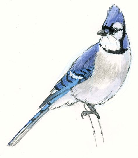 Paint a scientific illustration of a Blue Jay with watercolor in this step-by-step demonstration. John Muir Laws, John Muir, Blue Jay, A Drawing, Jay, Birds, Paint, Drawings, Blue