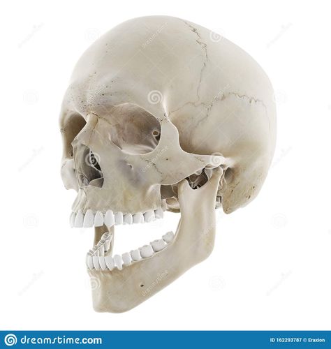 Open Jaw Skull, The Skull, Cool Stickers, Drawing Reference, Stock Illustration, Sketch Book, Drawings, Art