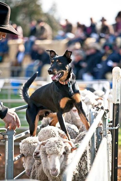 Working Kelpie in Australia outback Working Dogs Farm, Farming Australia, Aussie Lifestyle, Kelpie Dog, Australian Kelpie Dog, Rural Photography, Working Farm, Australian Kelpie, Australian Outback