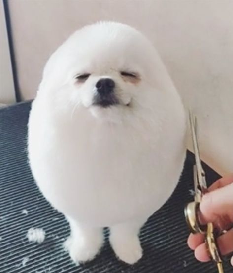 Awkward Trend: Round Dog Haircuts Funny Talking Dog, Dog Haircuts, Dog Cuts, Cute Dog Pictures, Dog Facts, Funny Cats And Dogs, Dachshund Puppies, White Dogs, Dog Face