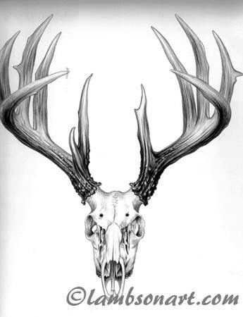 Whitetail. Whitetail Buck Tattoos, Mule Deer Skull Tattoo, Buck Skull, Mule Deer Tattoo, Whitetail Deer Tattoo, Deer Skull Drawing, Buck Tattoo, Animal Skull Drawing, Hunting Drawings