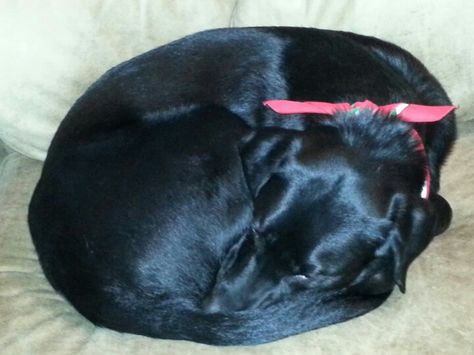 Curled up for a nap Lab Dog, Lab Dogs, Black Labs, Labrador Retrievers, Pet Art, Black Lab, Dog Stuff, Animal Art, Dog Breeds