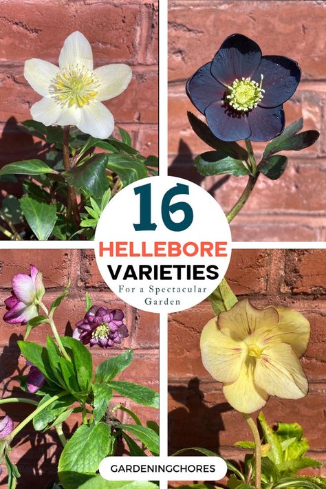 hellebore Spring Gardens, Spring Garden, Shade Garden, Winter Garden, Garden Styles, Herb Garden, Green Thumb, Garden Beds, Container Gardening