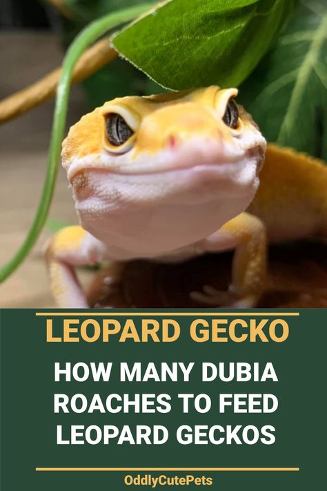 Learn how many dubia roaches to feed leopard geckos as a part of their core diet and more about their feeding schedules. [DETAILS] Leopard Gecko Diet, Dubia Roaches, Leopard Gecko Habitat, Lizard Habitat, Gecko Habitat, Leopard Geckos, Reptile Habitat, Baby Leopard, Leopard Gecko