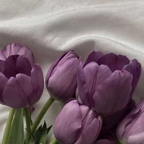 Purple And Beige Aesthetic, Dusty Purple Aesthetic, Purple Tulips Aesthetic, Plum Purple Aesthetic, Pink Aesthetic Lifestyle, Violet Core, Tulips Aesthetic, Purple Minimalist, Scrapbook Patterns