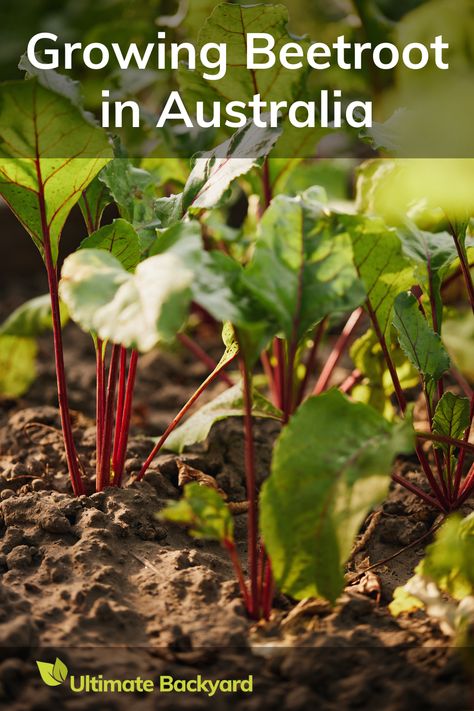 Thinking about growing beetroot in Australia? This guide has got you covered. Learn how to prepare your soil, when to plant based on your climate, and how to care for your beetroot plants. Whether you're in Melbourne or Queensland, find out how to grow this nutritious and delicious vegetable. Beetroot is easy to grow and takes just 2 to 3 months from planting to harvest. Ready to enjoy the sweet taste of homegrown beetroot? How To Grow Beetroot, Growing Beetroot, Growing Beets, Ultimate Backyard, When To Plant, Gardening Vegetables, Beet Greens, Delicious Vegetables, Growing Fruit