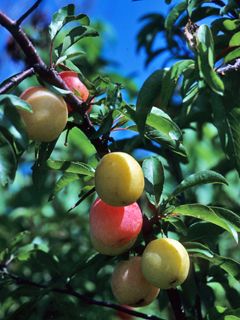 Prunus angustifolia (Chickasaw plum) Chickasaw Plum, Wild Plum Tree, Beautiful White Flowers, Plum Seed, Florida Plants, Lady Bird Johnson Wildflower Center, Zone 10, University Of Texas At Austin, Garden Solutions