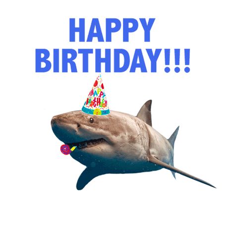 via GIPHY Shark Happy Birthday, Shark Gif, Shark Meme, Silly Sharks, Tragic Comedy, Happy Shark, Birthday Party Stickers, Sharks Funny, Cute Shark