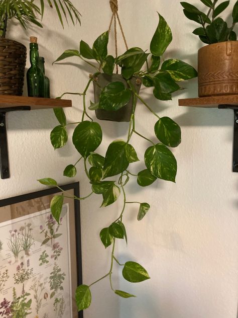 Golden Devils Ivy, Pathos Aesthetic, Pothos Plant Aesthetic, Golden Pothos Aesthetic, Pothos Aesthetic, Kasandra Core, Golden Pathos, Pathos Plant, Plant Palette