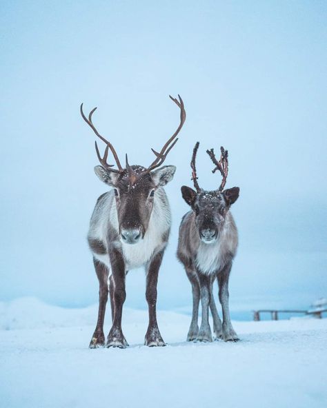 Deer Anatomy, Elen Of The Ways, Real Reindeer, Christmas Spread, Deer Forest, Reindeer Face, Baby Reindeer, Wild Kingdom, Power Animal