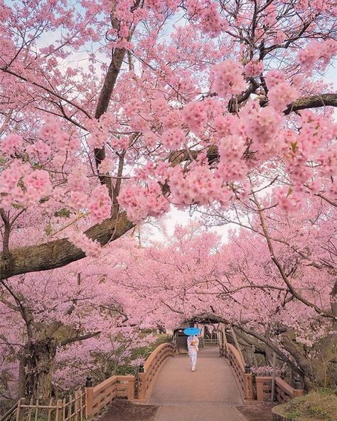 🌸🌸🌸 🌸👘🌸 Cherry blossoms can be seen in Japan from the end of March to the middle of April🇯🇵🌸📸👍 ・ Location【Nagano prf . Japan】���🇯🇵🇯🇵 Date📸… Japanese Castle, Pink Sakura, Japan Photography, Adobe Lightroom Cc, Dream Vacations Destinations, Castle Ruins, Aesthetic Japan, Destination Voyage, Nagano