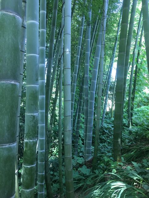 Bamboo. Botanical garden. Batumi Batumi, Botanical Garden, Botanical Gardens, Georgia, Home Decor, Home Décor