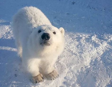 Orphaned Polar Bear That Loved to Hug Arctic Workers Gets New Life Gold Miners, Bear Cub, Polar Bear, A Dog, Gold