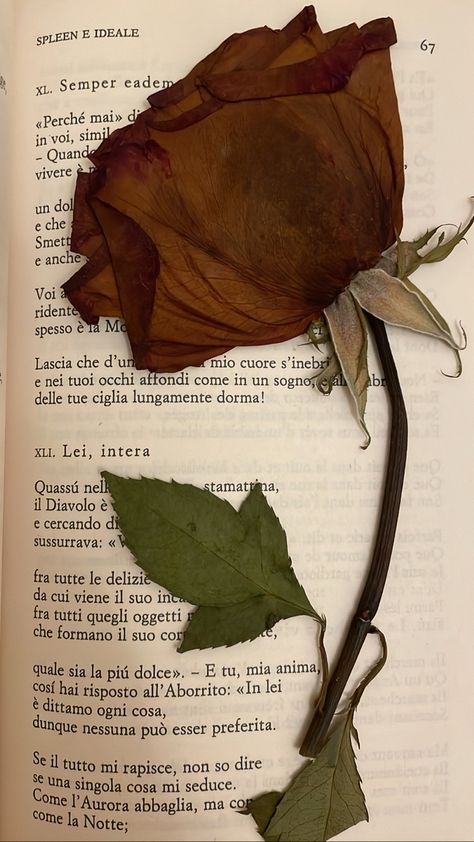 Rotten Rose Aesthetic, Royal Rose Aesthetic, Brown Rose Aesthetic, Six Scorched Roses Aesthetic, Gothic Rose Aesthetic, Rose Name Aesthetic, Rowan Core Aesthetic, Brown Roses Aesthetic, Red Dark Academia Aesthetic