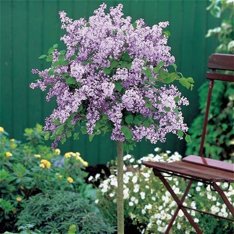 The Best Patio Trees to Spruce Up Your Space | OutsideModern Potted Trees Patio, Gardenia Trees, Italian Cypress Trees, Coral Bark Japanese Maple, Potted Olive Tree, Patio Trees, Sitting Outside, Lilac Tree, Plants For Hanging Baskets