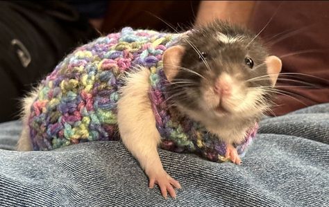 This is a pattern for a sweater for your pet rat friend! Rat Sweater Crochet Pattern, Rat Sweater, Cutest Babies Ever, Pet Rat, Rat Cage, Cat Hacks, Cute Rats, Pet Rats, Silly Animals