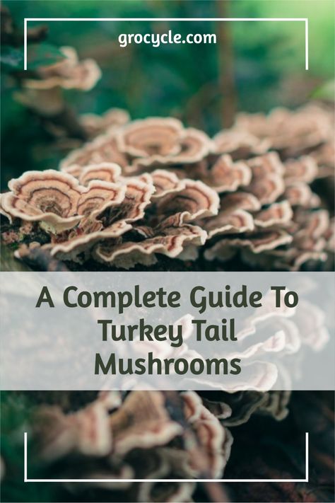 Growing Turkey Tail Mushrooms, How To Grow Turkey Tail Mushrooms, Turkey Tale Mushroom, Turkey Tail Mushroom Recipes, How To Identify Mushrooms, Turkey Tail Mushroom Recipe, Turkey Tail Mushroom Benefits, Turkeytail Mushrooms, Mushroom Logs