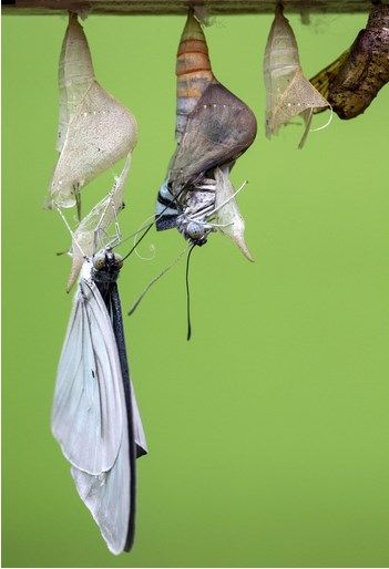 Moth Coming Out Of Cocoon, Butterfly Cocoon Craft, Butterfly From Cocoon, Butterfly Coming Out Of Cocoon, Moth Chrysalis, Moth Metamorphosis, Cocoon Butterfly, Moth Life Cycle, Moth Cocoon