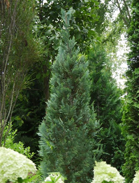 False Cypress, Chamaecyparis Lawsoniana, Easy Perennials, Ornamental Tattoo, Foundation Planting, Planting Hydrangeas, Proven Winners, Low Maintenance Plants, Flowering Shrubs