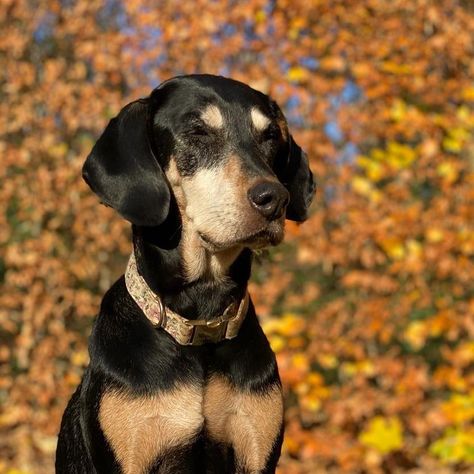 Hound Of Tindalos, Utonagan Dog, Black And Tan Hound Dog, Transylvanian Hound, Formosan Mountain Dog, African Hunting Dog, Tamaskan Dog Czechoslovakian Wolfdog, Instagram Autumn, Animal References