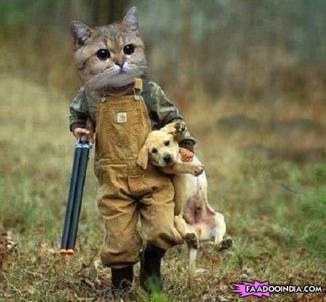 Hunting Humor, Owning A Cat, Funny Cats And Dogs, Funny Cat Memes, Funny Cat Pictures, Cute Animal Pictures, Funny Cat Videos, Cat And Dog, Cat Pics