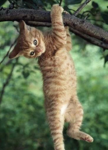 kitten hanging in the tree Cat Hanging, Funny Cat Compilation, Curious Cat, Cat Climbing, Orange Cats, Kittens And Puppies, Spark Joy, Here Kitty Kitty, Ginger Cats