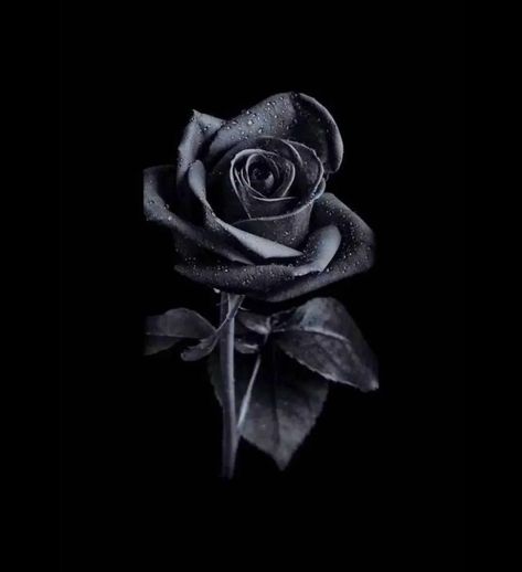 Black Rose Symbolism, Rose Digital Art, Black Rose Flower, Dark Red Roses, Black Rose Tattoos, Whatsapp Profile Picture, American Tattoos, Dp For Whatsapp, Mystical World