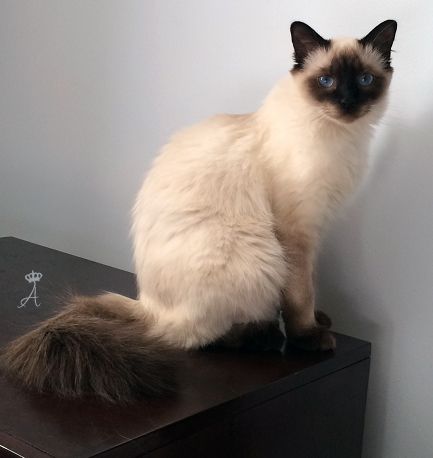 Balinese Balinese Cat, Hypoallergenic Cats, Dream's Cat, Persian Cats, Ragdoll Cats, Blue Chocolate, Cat Pose, Siamese Cats, Warrior Cats