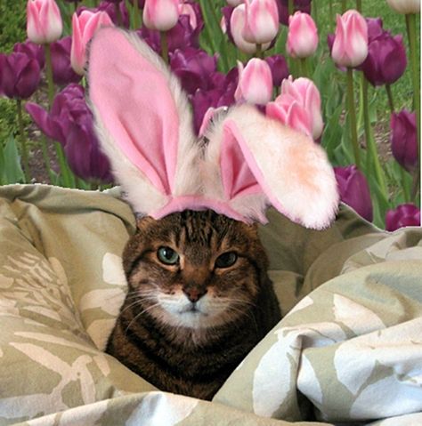 Sassy ears for a sassy cat | 30 Cats In Easter Hats Tierischer Humor, Easter Cats, Animal Dress Up, Sassy Cat, Hoppy Easter, Funny Cat Pictures, Bunny Ears, Art Graphique, Crazy Cats