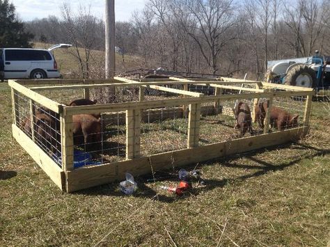 Hog Pen Ideas, Seasonal Homestead, Farming 101, Pig Tractor, Pig Pens, School Farm, Livestock Shelter, Hobby Farming, Raising Pigs