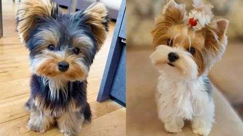 Yorkie Poo - Dogs to pet owners are like family. They bring fun, joy, and companion to their human family. Yorkie Poo Haircut, Yorkie Cuts, Yorkie Poo Puppies, Poodle Mix Puppies, Yorkie Poodle, Yorkie Haircuts, Poodle Mix Dogs, Back Rubs, Designer Dogs