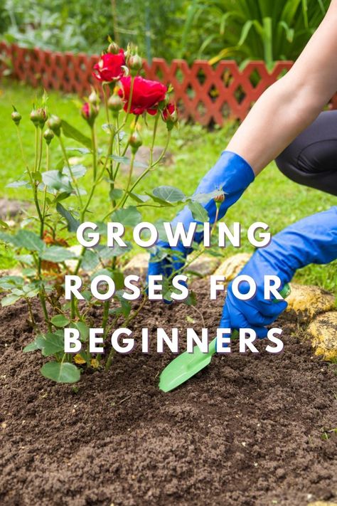 Growing Roses For Beginners Planting A Rose Bush, How To Grow Rose Bushes, Caring For Roses Bushes, What To Plant With Rose Bushes, Roses Planting Tips, How To Plant A Rose Bush, Planting A Rose Garden, Simple Rose Garden Ideas, How To Plant Roses Bushes