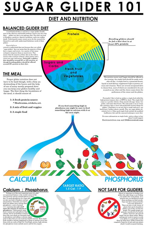 An infographic I designed to educate people about the dietary needs of sugar gliders. Sugar Glider Diet, Sugar Glider Care, Sugar Glider Food, Sugar Glider Baby, Sugar Glider Pet, Hedgehog Care, Flying Animals, Sugar Glider Cage, Sugar Glider Toys