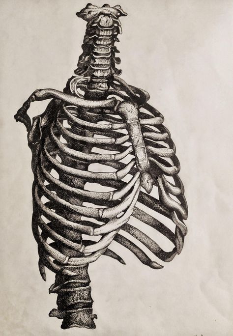 Ribcage Reference, Ribcage Drawing, Ribcage Art, Ribs Drawing, Rib Cage Drawing, Ribcage Skeleton, Human Rib Cage, Human Skeleton Anatomy, Master Drawings