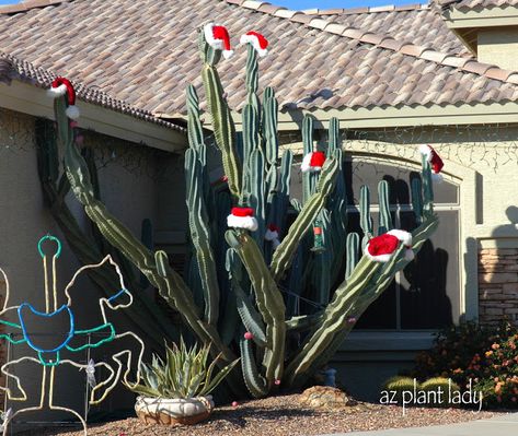 Outdoor Cactus, Christmas Decoration Outdoor, Southwestern Christmas, Arizona Winter, Arizona Decor, Cactus Christmas, Arizona Style, Desert Style, Texas Christmas