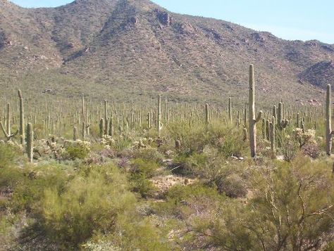 Arizona-Sonora Desert Museum  2021 North Kinney Road, Tucson, AZ 85743 Sonora Desert, Army Brat, Pretty Views, Desert Mountains, Arizona Travel, Natural History Museum, Sonoran Desert, Tucson Arizona, Tucson Az