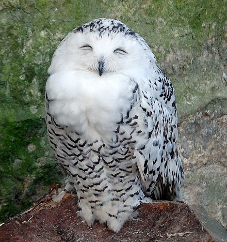 Happy Owl..actually a female Snowy Owl.  They do have a 'happy look' when photographed from the front and when they aren't protecting the nest Owls Cute, Happy Owl, Owl Wallpaper, Owl Photos, Bird Of Prey, Owls Drawing, Owl Pictures, Beautiful Owl, Bird Wallpaper