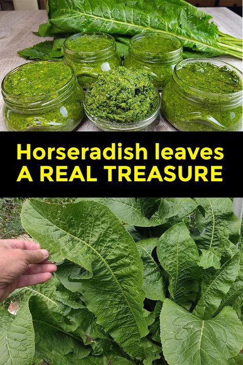 It grows everywhere, but most people don't know the power of this plant... Horseradish Dishes, Horseradish Leaves, Forest Recipes, Edible Greens, Horseradish Plant, Medicinal Wild Plants, Herbal Medicine Recipes, Wild Food Foraging, Herbal Remedies Recipes