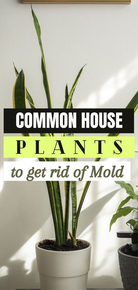 Here are the most common house plants to help you get rid of mold. Dehumidifying House Plants, How To Get Rid Of Mold In House, How To Get Rid Of Moisture In House, How To Get Rid Of Mold, Plant Mold Remedy, How To Get Rid Of Mold In Bathroom, Dehumidifier Plants, Getting Rid Of Mold, Plants In Bathroom