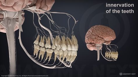 Dentaltown - Dental Anatomy and Tooth Morphology. Innervation of the teeth are branches of the trigeminal nerve (CN V). The superior alveolar nerves innervate the upper teeth and gingivae; the inferior alveolar nerves innervate the lower teeth and gingivae. The trigeminal nerve (the fifth cranial nerve, or simply CN V) is a nerve responsible for sensation in the face and motor functions such as biting and chewing; it is the largest of the cranial nerves. Tooth Fairy Costumes, Dentistry Design, Tooth Nerve, Nerve Anatomy, Teeth Anatomy, Dental Implant Procedure, Dental Anatomy, Dental Office Decor, Interesting Facts About Yourself