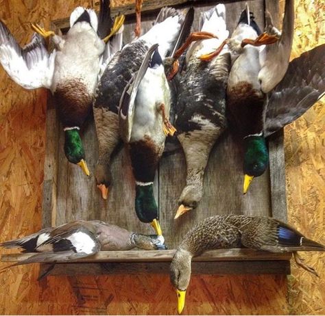 Duck Hunting Man Cave, Duck Taxidermy, Duck Hunting Decor, Deer Mount Decor, Duck Mounts, Hunting Man Cave, Waterfowl Taxidermy, Duck Mount, Bird Taxidermy