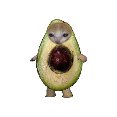 Cursed Cat Pfp, Aesthetic Avocado, Meme Cats, Cursed Cat, Sleep Meme, Banana Cat, Car Cat, Food Cat, Cat Pfp